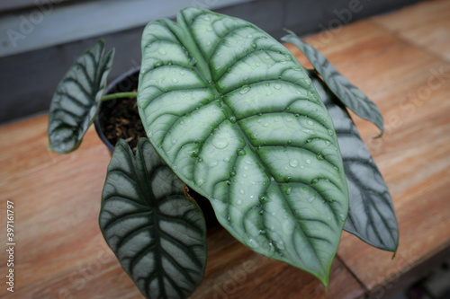 Alocasia Silver Velvet houseplant. This type of alocasia is characterized by a layer like velvet or a layer of velvet on the leaf surface with a silver color. photo