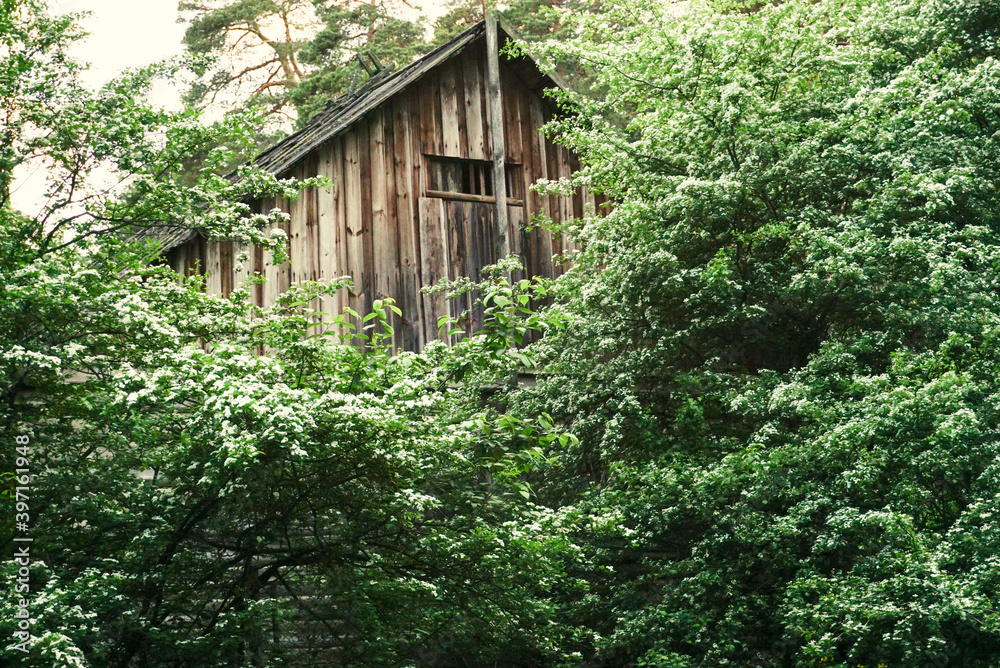 wooden roof of the house behind a large flowering bush wooden roof of the house behind a large flowering bush