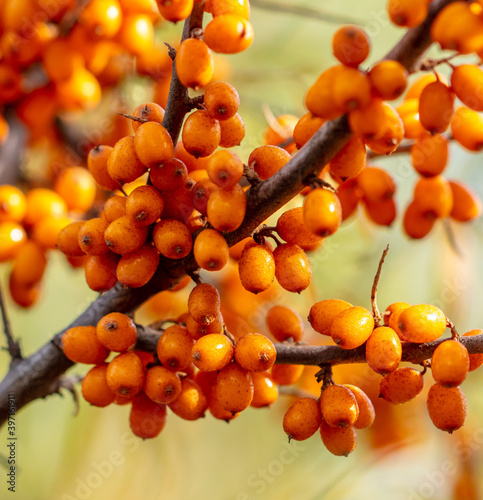 Orange berries of sea buckthorn on the branches