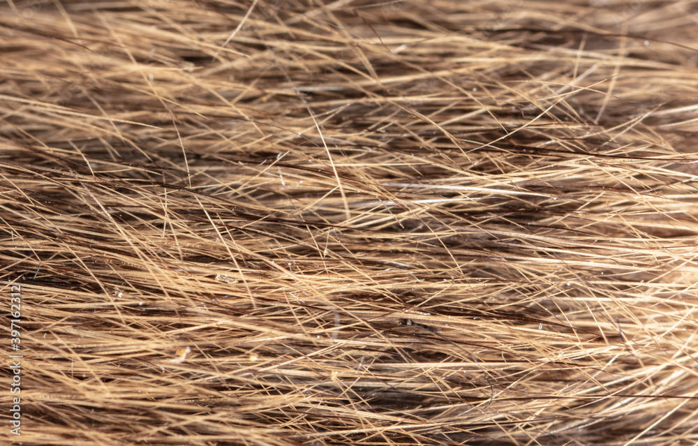 Close-up of mouse fur as background. Close-up of mouse fur as background.