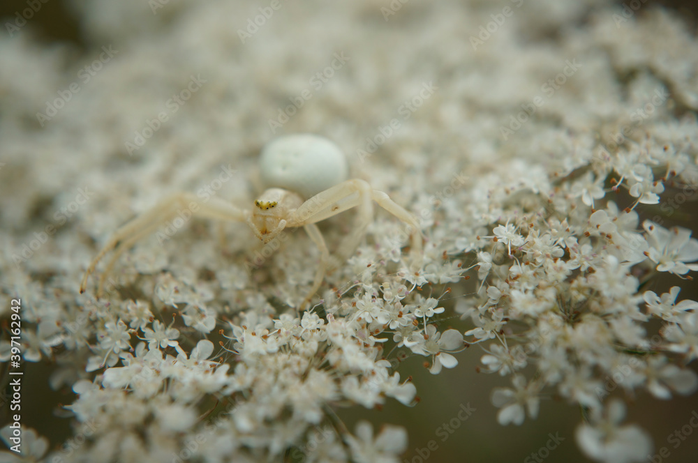 Nahansicht einer veränderlichen Krabbenspinne Nahansicht einer veränderlichen Krabbenspinne
