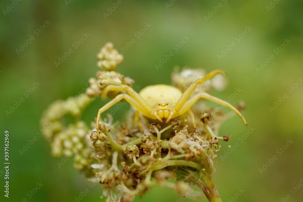 Nahansicht einer veränderlichen Krabbenspinne Nahansicht einer veränderlichen Krabbenspinne