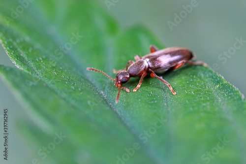 Formiform beetle on wild plants, North China