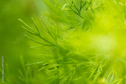 Green branches of dill in the vegetable garden.