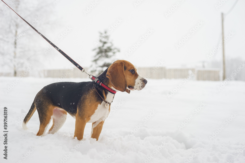 Beautiful thoroughbred beagle puppy for a walk. Winter walk with your pet.
