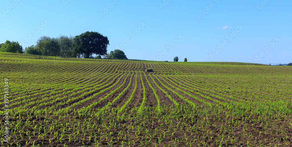 Panoramic view of young corn plants growing in rows on a farm