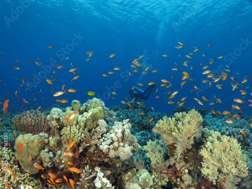 A scuba diver swimming over a beautiful Red Sea coral reef