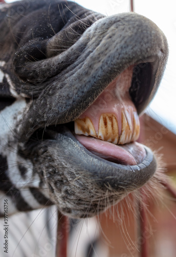 Close-up of a smiling zebra © schankz