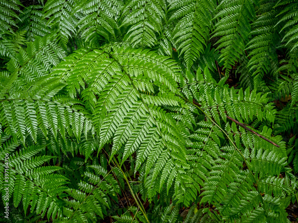 image full of bright green fern leaves
