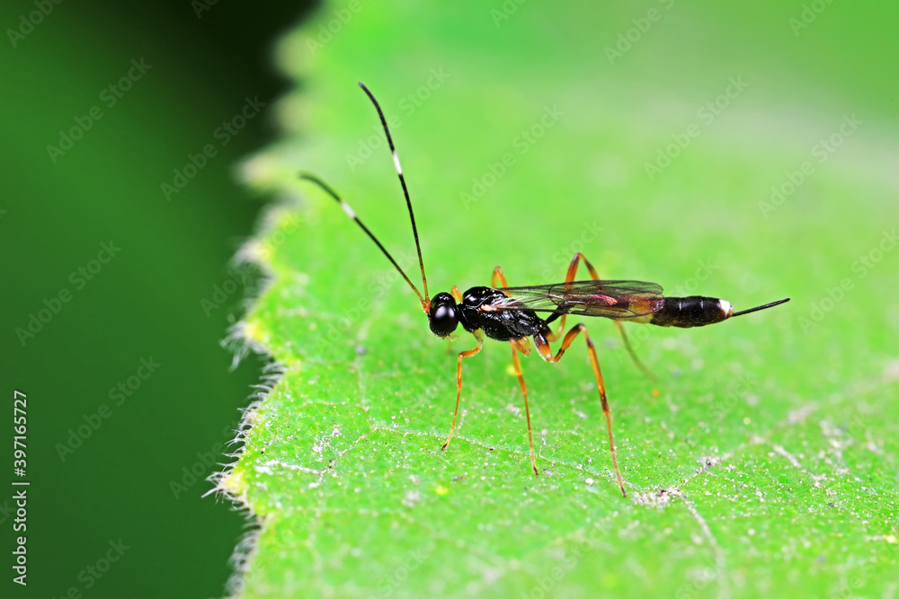 Fototapeta premium Bees on wild plants, North China