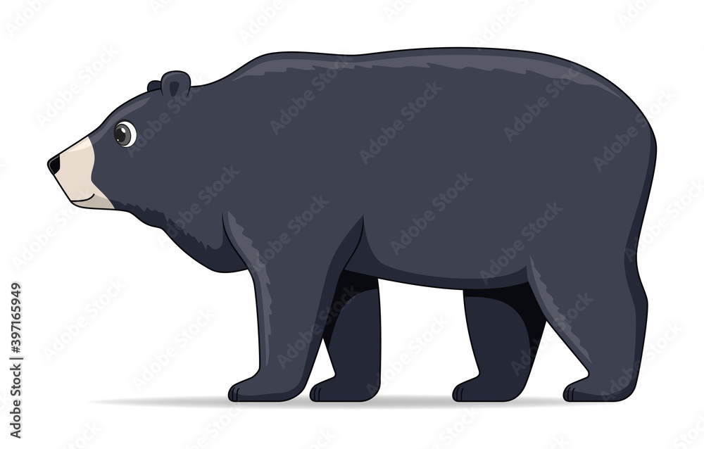 Obraz premium Himalayan bear animal standing on a white background