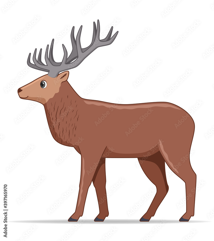 Fototapeta premium Red deer animal standing on a white background