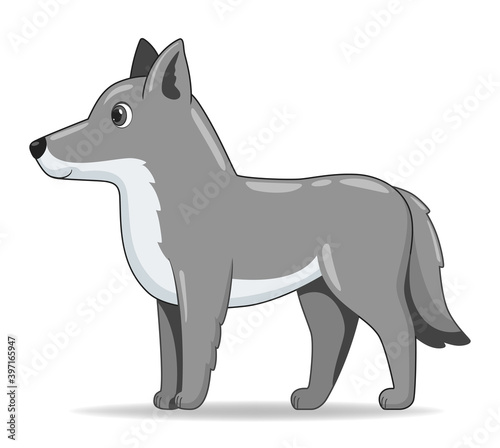 Grey wolf animal standing on a white background
