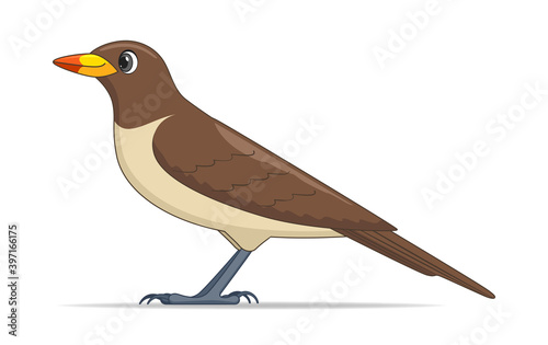 Yellow billed oxpecker bird on a white background