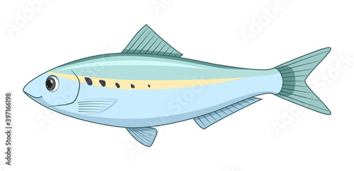 American shad fish on a white background