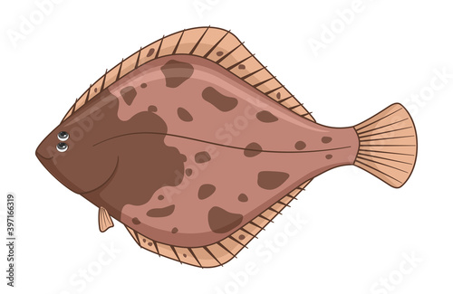 European flounder fish on a white background