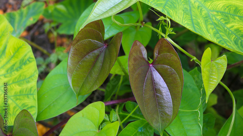 Beautiful Tree Potato leaves. The Name of Dioscorea alata, Dioscoreaceae (mati alu pata), purple yam, greater yam, Guyana arrowroot, ten-months yam, water yam, white yam, winged yam. photo