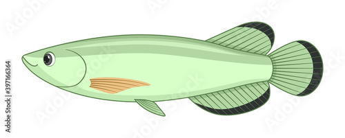 Jardini arowana fish on a white background