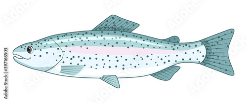 Rainbow trout fish on a white background