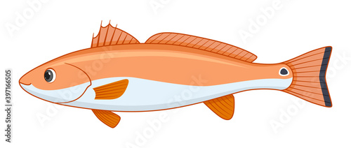 Red drum fish on a white background