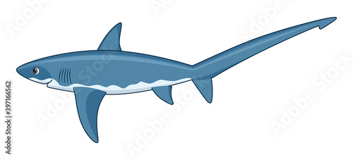 Thresher shark fish on a white background