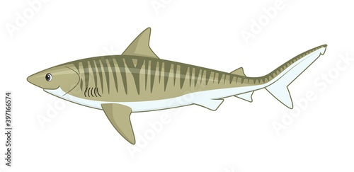 Tiger shark fish on a white background