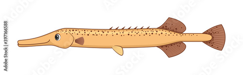 Trumpetfish fish on a white background