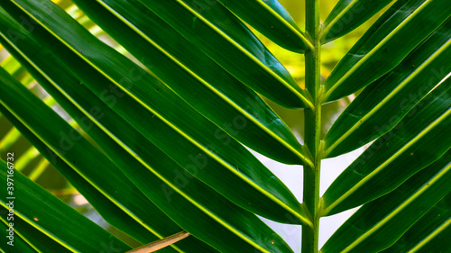 Image of green Coconut palm leaf for background. Bright green coconut palm leaves closeup