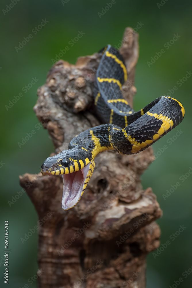 The gold-ringed cat snake in attacking position The gold-ringed cat snake in attacking position