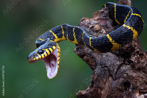 Fotografie The gold-ringed cat snake in attacking position