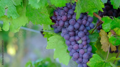 Purple grapes on branch in vineyard. Natural, organic and delicious food. Healthy and fresh snacks. Waiting for harvest.