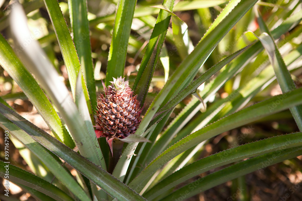 Pineapple tropical fruit growing in a farm Pineapple tropical fruit growing in a farm