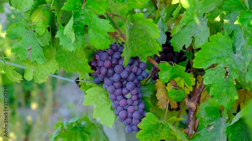 Purple grapes on branch in vineyard. Natural, organic and delicious food. Healthy and fresh snacks. Waiting for harvest.