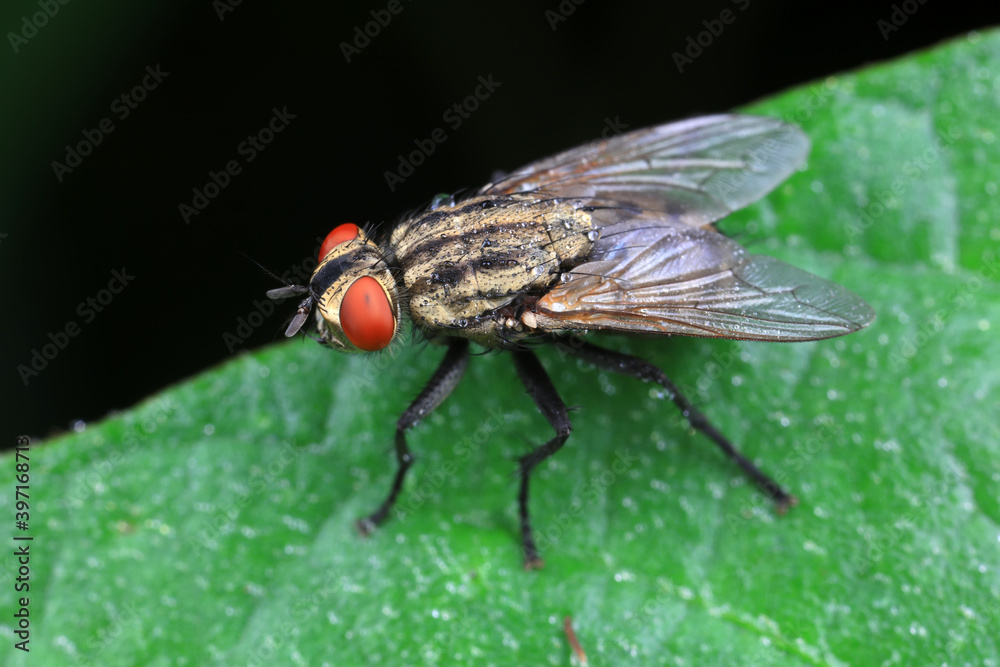Flies on plants in the nature, North China Plain