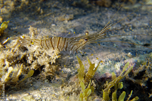 Common prawn or Glass prawn (Palaemon serratus) in Mediterranean Sea © André LABETAA