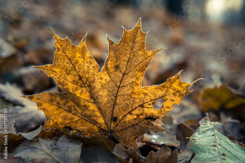 Autumn maple leaf on dark brown fallen leaves background
