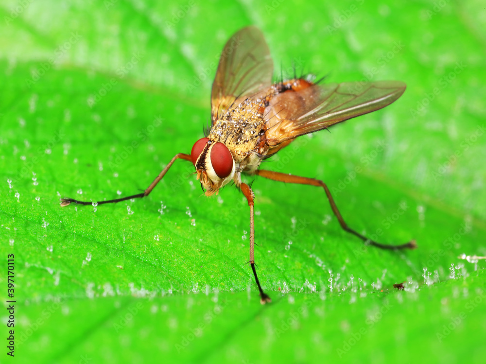 Flies on plants in the nature, North China Plain Flies on plants in the nature, North China Plain