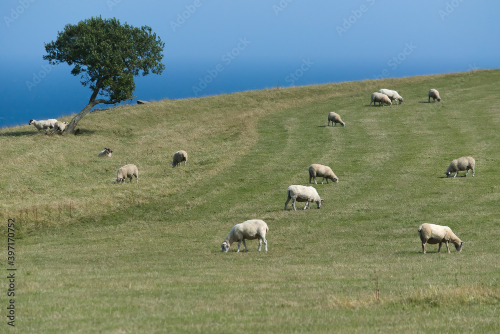 Fototapeta premium Sheep grazing in the meadow