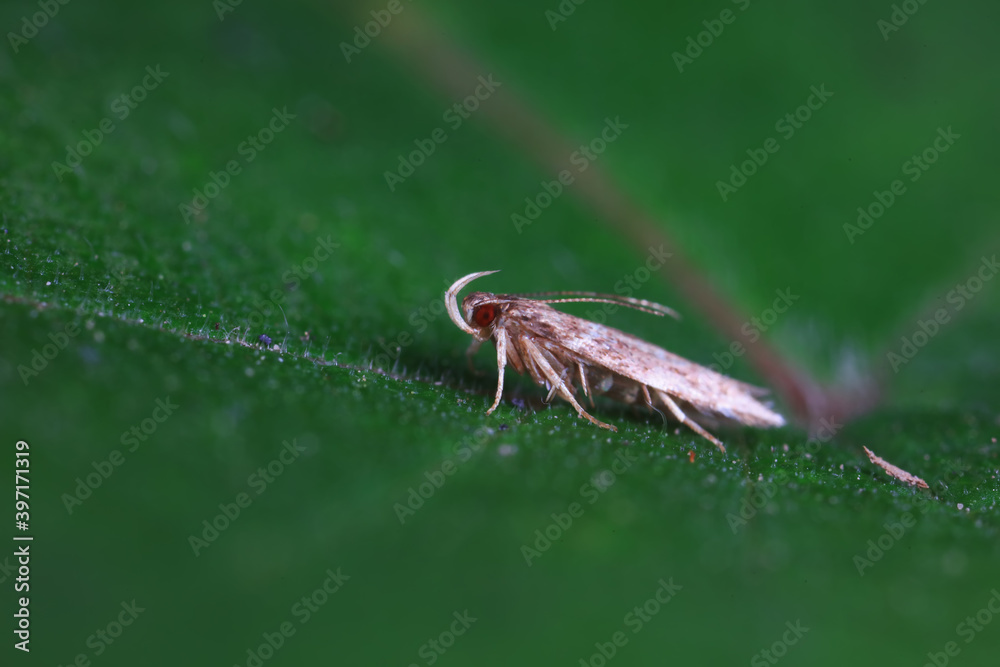 Moths on leaves in nature, North China Plain Moths on leaves in nature, North China Plain