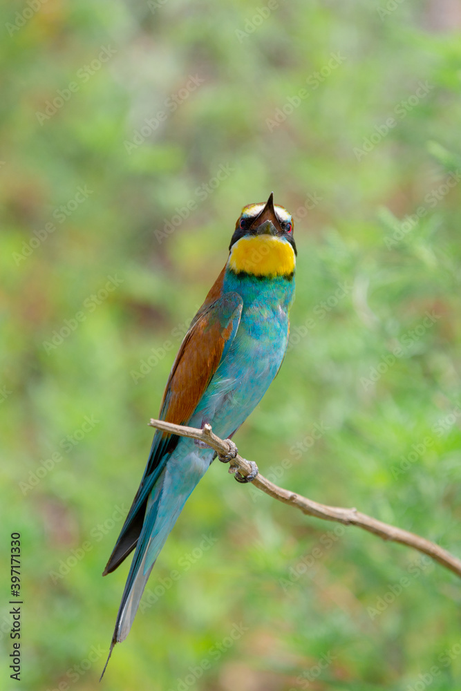 Fototapeta premium European bee-eater or Merops apiaster is sitting on a twig