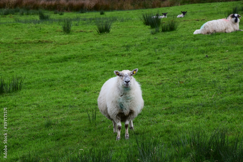 Obraz premium ireland