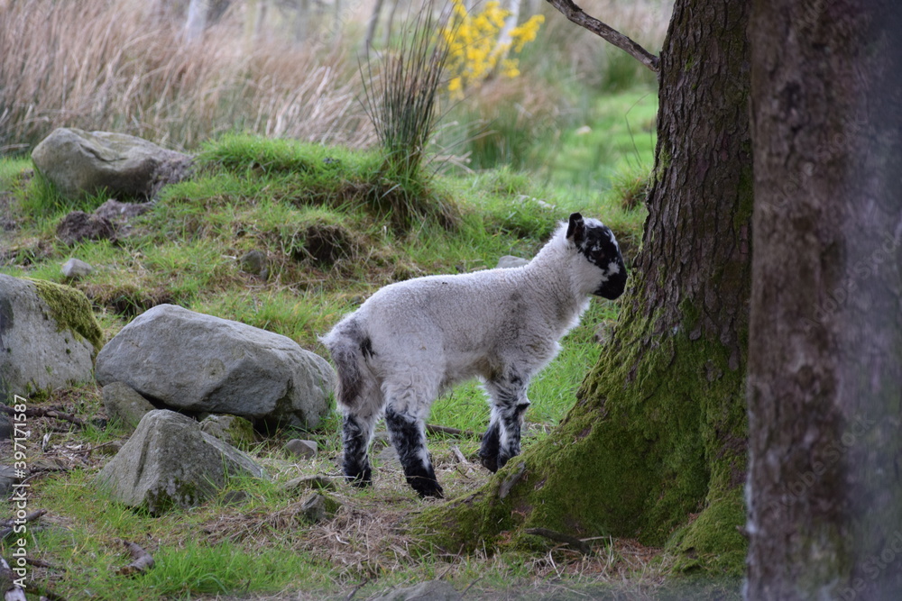 Obraz premium ireland