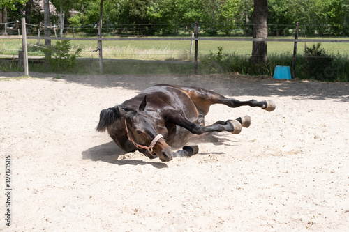 Brown mare rolls in the sand, the sand flies up, relaxation and leisure activities