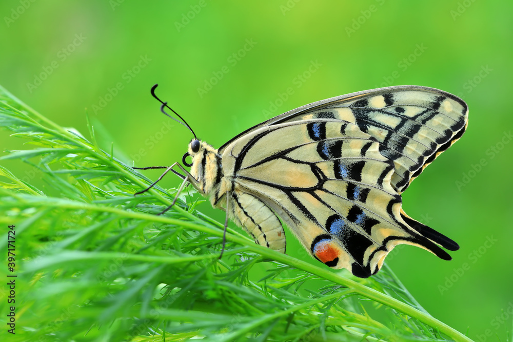 Fototapeta premium Golden Phoenix butterfly on wild plants, North China