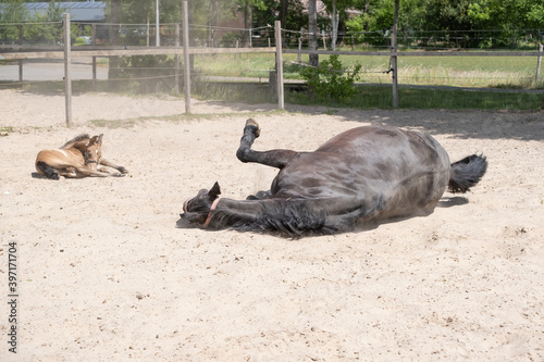 Newborn foal lies in the sand in a rural setting on the farm. mare rolls in the sand