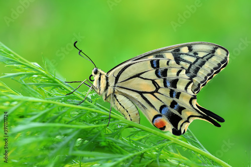 Golden Phoenix butterfly on wild plants, North China
