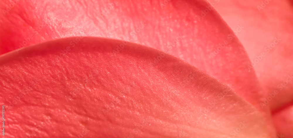Soft focus, abstract floral background, red rose flower petals. Macro flowers backdrop for holiday design Soft focus, abstract floral background, red rose flower petals. Macro flowers backdrop for holiday design