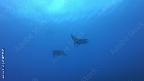 Gigantic Black Oceanic Manta fish floating on a background of blue water in search of plankton. Underwater scuba diving in Indonesia. photo