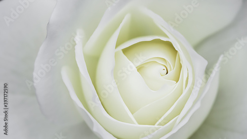 Abstract floral background  white rose flower petals. Macro flowers backdrop for holiday design. Soft focus