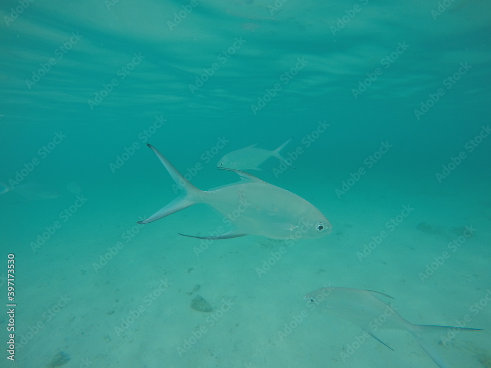 Fototapeta premium fish